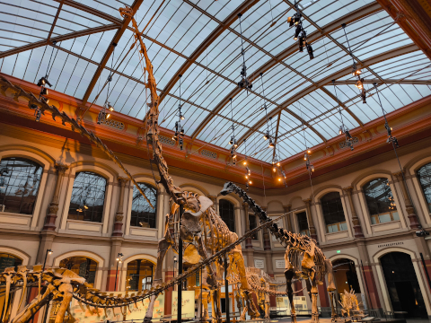 Dinosaurier